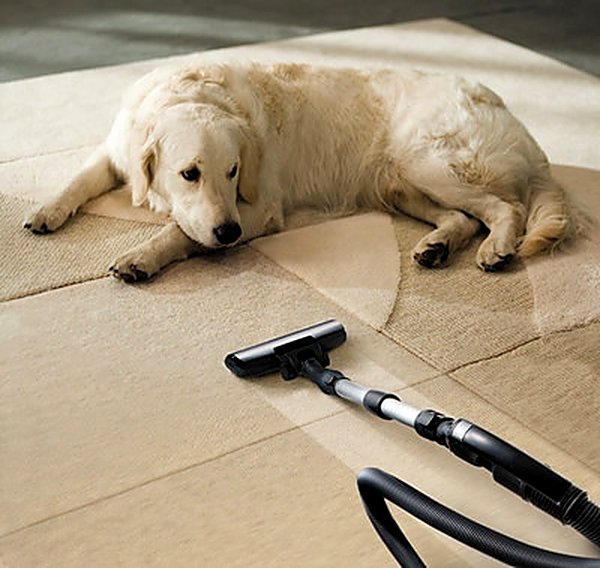 Dog on treated carpet during pet odor removal in a Mesa AZ home